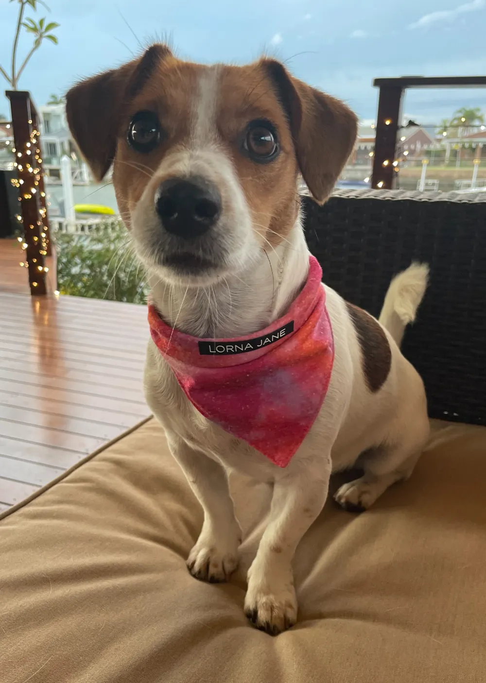 Bandana Dog Collar