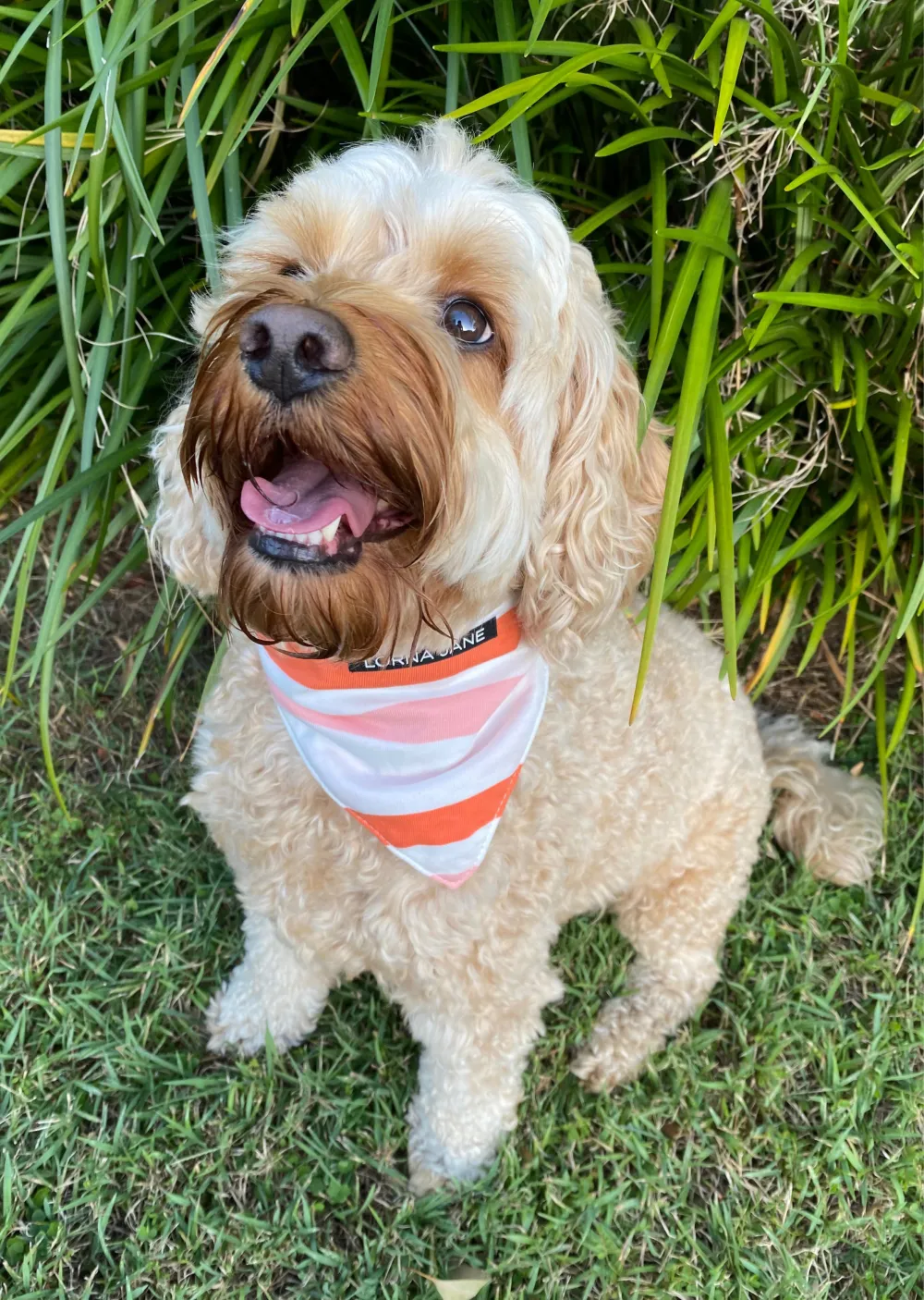 Bandana Dog Collar